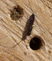 Monosapyga clavicornis