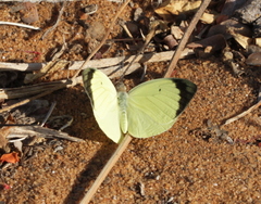 Colotis mananhari