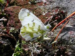 Euchloe olympia