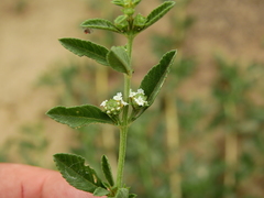 Lippia turbinata