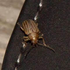Colaspis pini