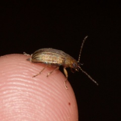 Colaspis pini