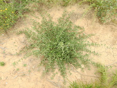 Lippia turbinata