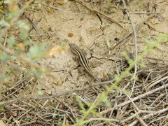 Liolaemus gracilis