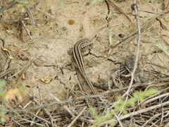 Liolaemus gracilis