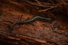 Plethodon caddoensis