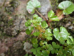Pilea peploides major