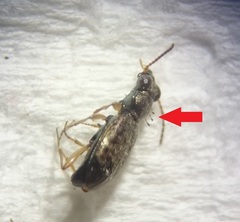 Laboulbenia thaxteri