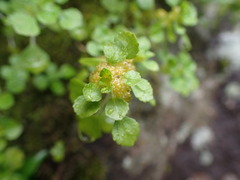Pilea peploides major