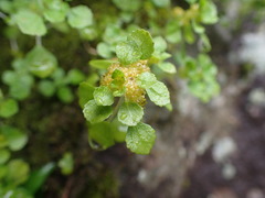 Pilea peploides major