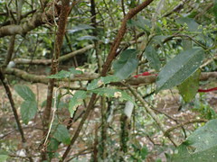 Tetrastigma hemsleyanum