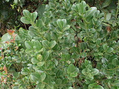 Ilex maximowicziana