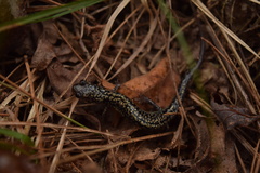 Plethodon caddoensis