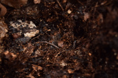 Plethodon caddoensis