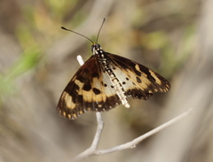 Acraea turna