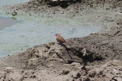 Lagonosticta rhodopareia