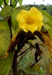Sida galheirensis