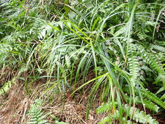 Scleria terrestris