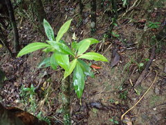 Ardisia sieboldii