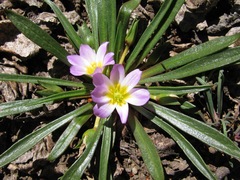 Calandrinia colchaguensis