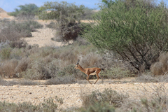 Gazella arabica