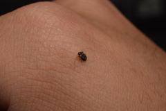 Malacopsephenoides japonicus