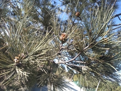 Pinus greggii