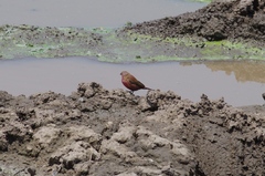 Lagonosticta rhodopareia