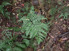 Diplazium taiwanense