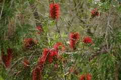 Melaleuca linearis linearis