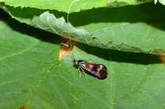 Nemophora prodigella