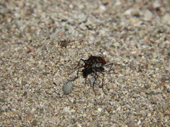 Cicindela sommeri