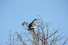 Anhinga anhinga