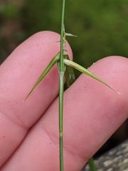 Carex collinsii