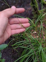 Carex collinsii