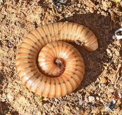 Pachyiulus cattarensis