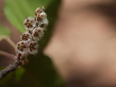 Elaeocarpus variablis