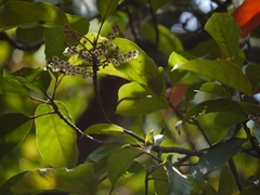 Elaeocarpus variablis