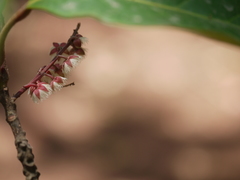 Elaeocarpus variablis