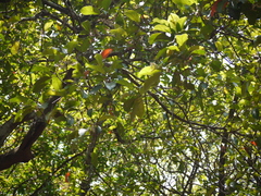 Elaeocarpus variablis