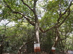 Elaeocarpus variablis