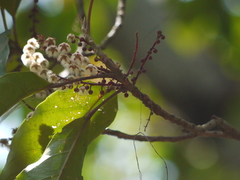 Elaeocarpus variablis