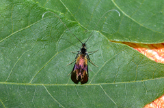 Nemophora prodigella