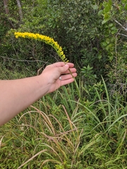 Solidago stricta