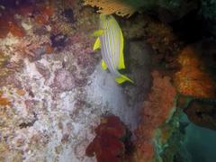 Plectorhinchus polytaenia