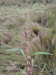 Amaranthus cannabinus