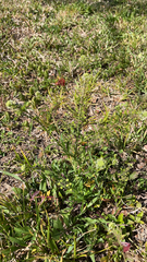 Lepidium virginicum image