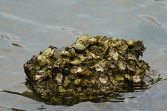 Saccostrea cuccullata