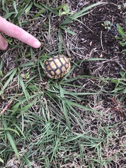 Gopherus polyphemus