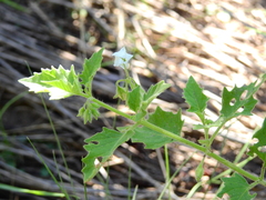 Solanum tweedianum